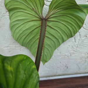 #204 Philodendron Plowmanii - Narrow Form