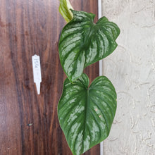 Load image into Gallery viewer, #154 Philodendron Plowmanii - Narrow Form