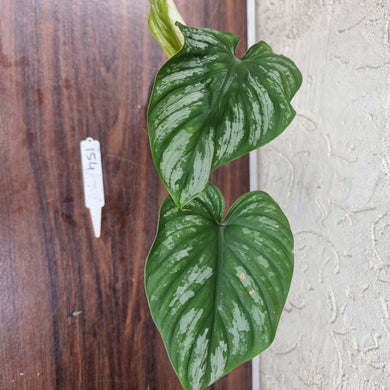 #154 Philodendron Plowmanii - Narrow Form