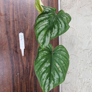 #154 Philodendron Plowmanii - Narrow Form