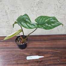 Load image into Gallery viewer, #154 Philodendron Plowmanii - Narrow Form