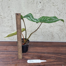 Load image into Gallery viewer, #154 Philodendron Plowmanii - Narrow Form