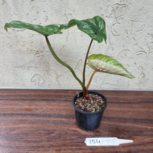 Load image into Gallery viewer, #154 Philodendron Plowmanii - Narrow Form