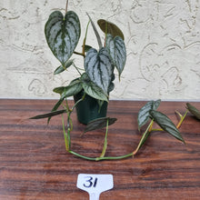 Load image into Gallery viewer, #31 Philodendron Brandtianum