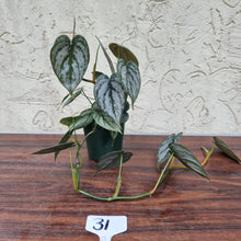 Load image into Gallery viewer, #31 Philodendron Brandtianum