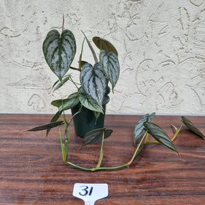 #31 Philodendron Brandtianum