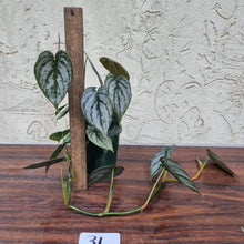 Load image into Gallery viewer, #31 Philodendron Brandtianum