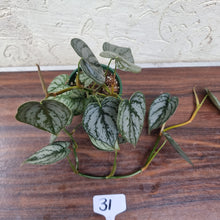 Load image into Gallery viewer, #31 Philodendron Brandtianum