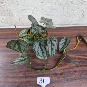 #31 Philodendron Brandtianum