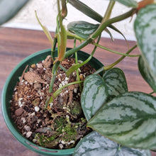 Load image into Gallery viewer, #31 Philodendron Brandtianum