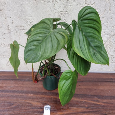 #139 Philodendron Tenue x Plowmanii