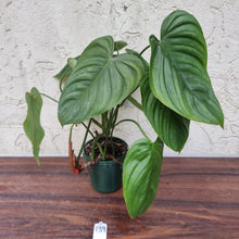Load image into Gallery viewer, #139 Philodendron Tenue x Plowmanii