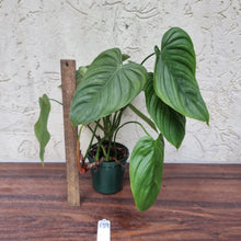 Load image into Gallery viewer, #139 Philodendron Tenue x Plowmanii