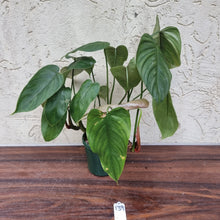 Load image into Gallery viewer, #139 Philodendron Tenue x Plowmanii