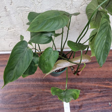 Load image into Gallery viewer, #139 Philodendron Tenue x Plowmanii
