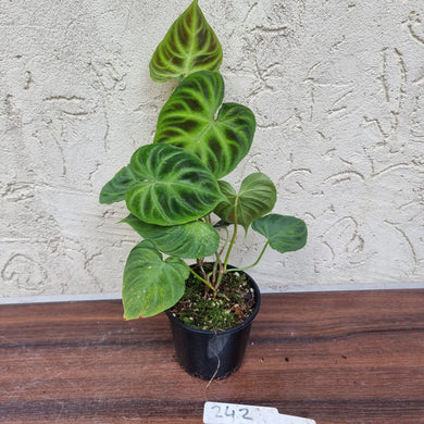 #242 Philodendron Verrucosum