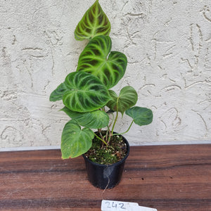 #242 Philodendron Verrucosum