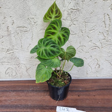 Load image into Gallery viewer, #242 Philodendron Verrucosum