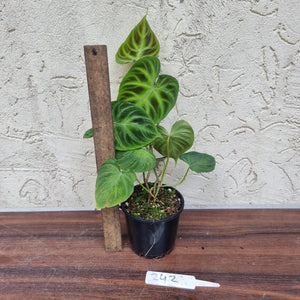 #242 Philodendron Verrucosum