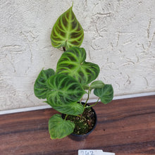 Load image into Gallery viewer, #242 Philodendron Verrucosum