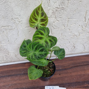 #242 Philodendron Verrucosum