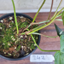 Load image into Gallery viewer, #242 Philodendron Verrucosum