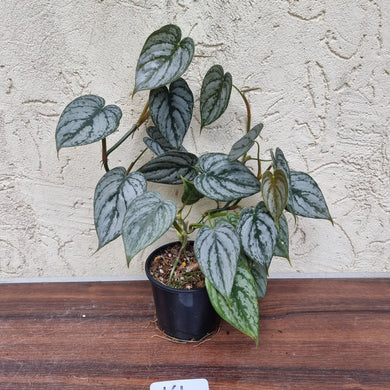 #161 Philodendron Brandtianum