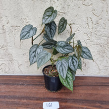 Load image into Gallery viewer, #161 Philodendron Brandtianum