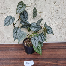 Load image into Gallery viewer, #161 Philodendron Brandtianum