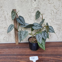Load image into Gallery viewer, #161 Philodendron Brandtianum