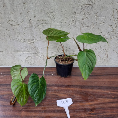 #109 Philodendron Majestic