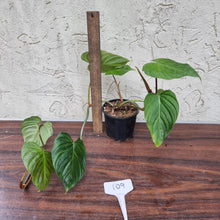 Load image into Gallery viewer, #109 Philodendron Majestic