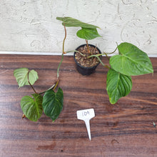 Load image into Gallery viewer, #109 Philodendron Majestic