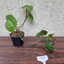 Load image into Gallery viewer, #109 Philodendron Majestic