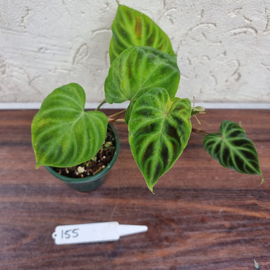#155 Philodendron Verrucosum