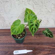 Load image into Gallery viewer, #155 Philodendron Verrucosum