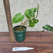 Load image into Gallery viewer, #155 Philodendron Verrucosum
