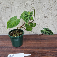 Load image into Gallery viewer, #155 Philodendron Verrucosum