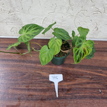 Load image into Gallery viewer, #116 Philodendron Verrucosum