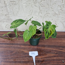 Load image into Gallery viewer, #116 Philodendron Verrucosum