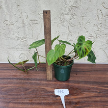 Load image into Gallery viewer, #116 Philodendron Verrucosum