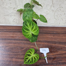 Load image into Gallery viewer, #116 Philodendron Verrucosum