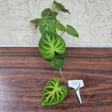 Load image into Gallery viewer, #116 Philodendron Verrucosum