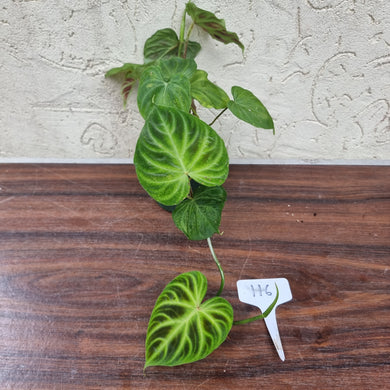#116 Philodendron Verrucosum