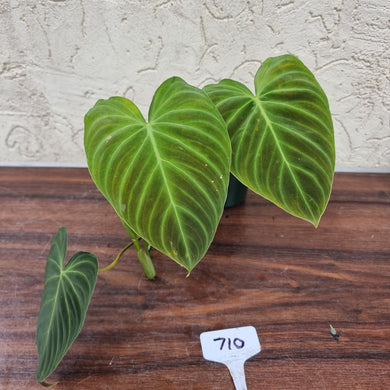 #710 Philodendron Splendid (Melanochrysum x Verrucosum)