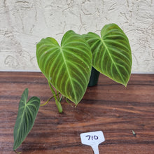 Load image into Gallery viewer, #710 Philodendron Splendid (Melanochrysum x Verrucosum)