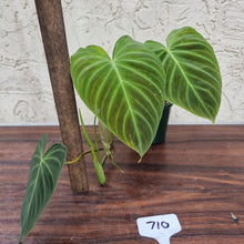 Load image into Gallery viewer, #710 Philodendron Splendid (Melanochrysum x Verrucosum)