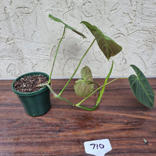 Load image into Gallery viewer, #710 Philodendron Splendid (Melanochrysum x Verrucosum)
