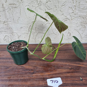 #710 Philodendron Splendid (Melanochrysum x Verrucosum)