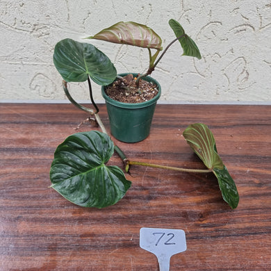 #72 Philodendron Majestic